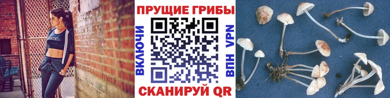 Псилоцибиновые грибы MAGIC MUSHROOMS  где купить наркотик  Владивосток 